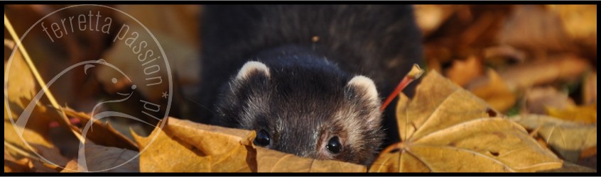 Ferretta