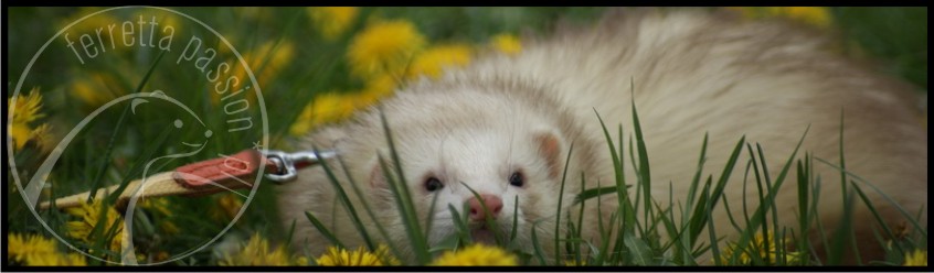 FerrettaClub